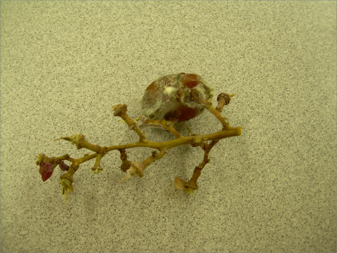 Botrytis sporulation on a grape berry.