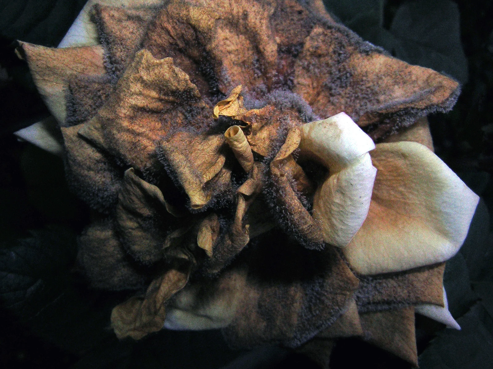 Grey mould and necrotic tissue on rose petals.