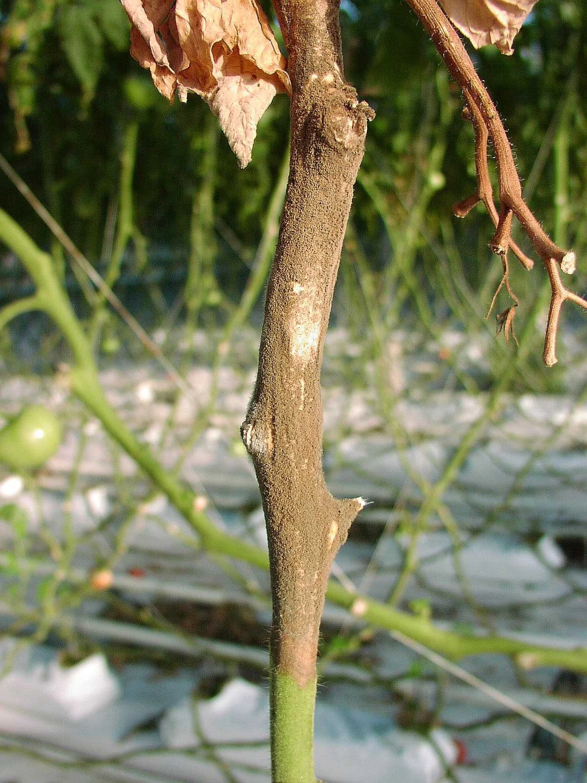 A Botrytis lesion around old wounds on a tomato stem.