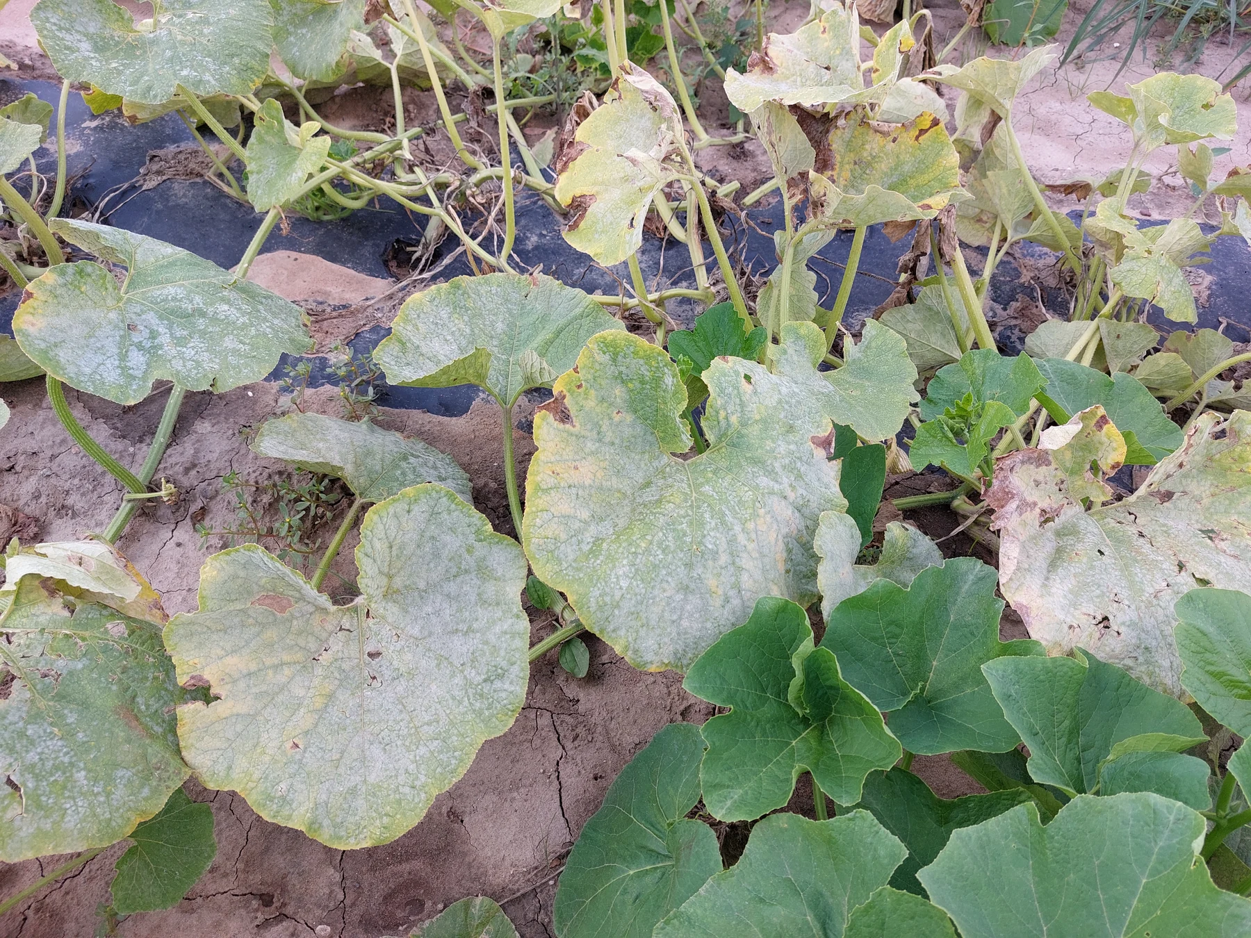 White colonies on cucurbit foliage; the source identifies pumpkin powdery mildew.