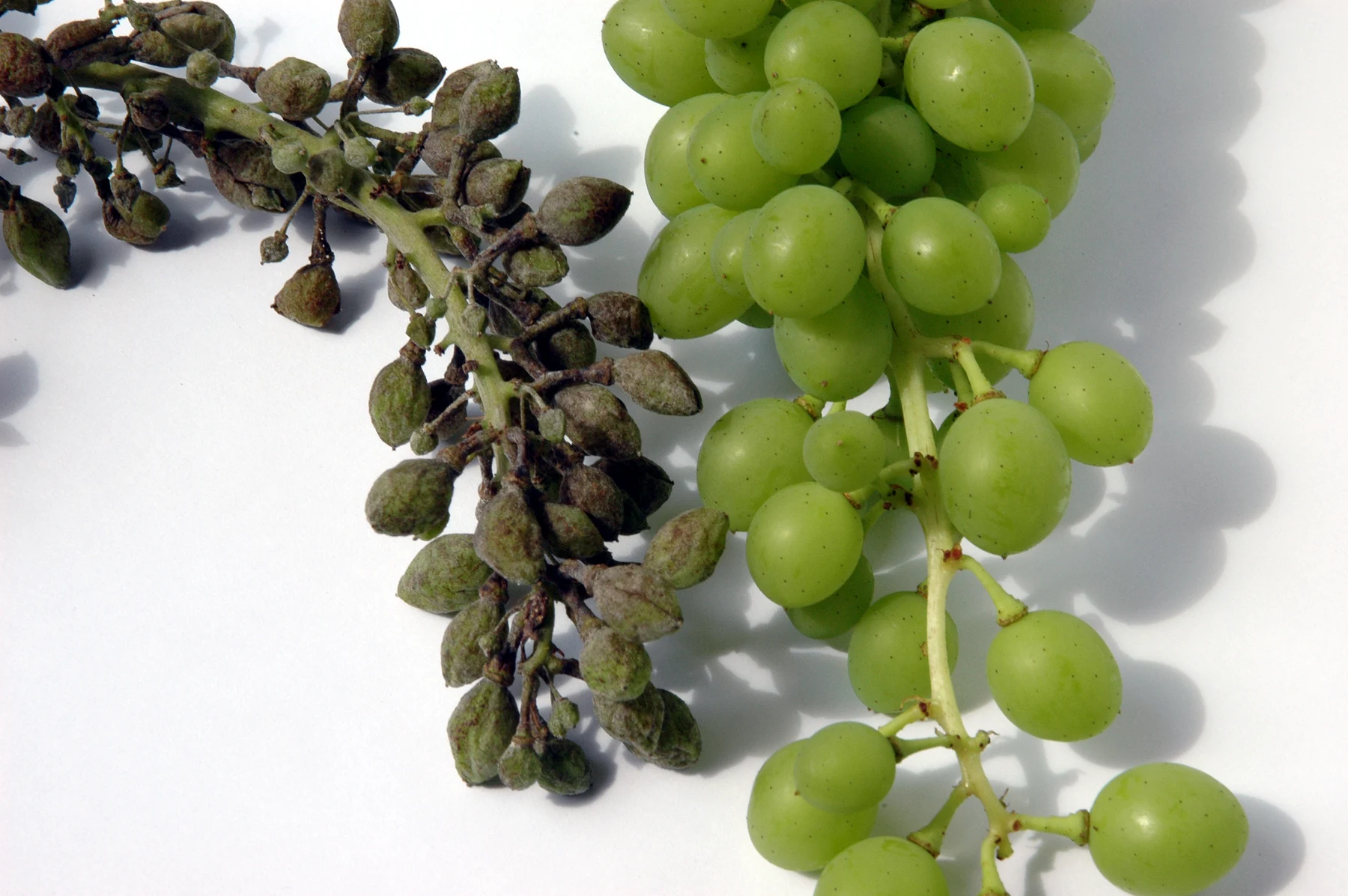 Powdery-mildew-damaged grapes at left and a healthy bunch at right.