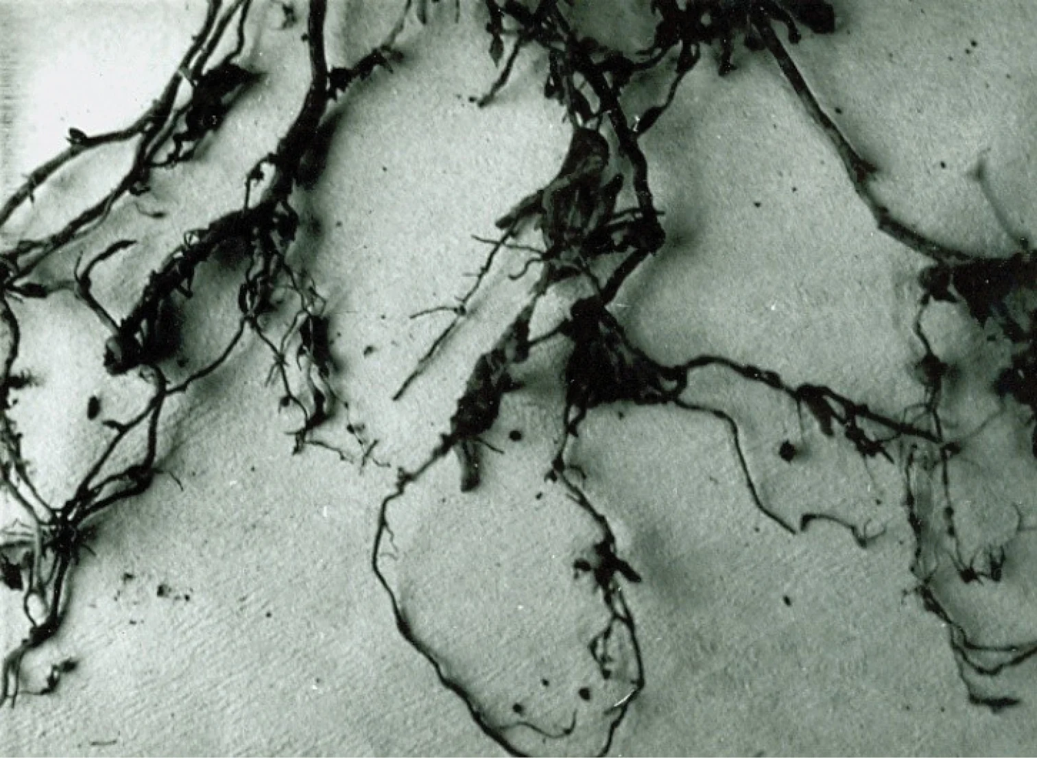 Tomato root galls from Figure 4 of the cited paper; its caption describes an Irish Meloidogyne population.