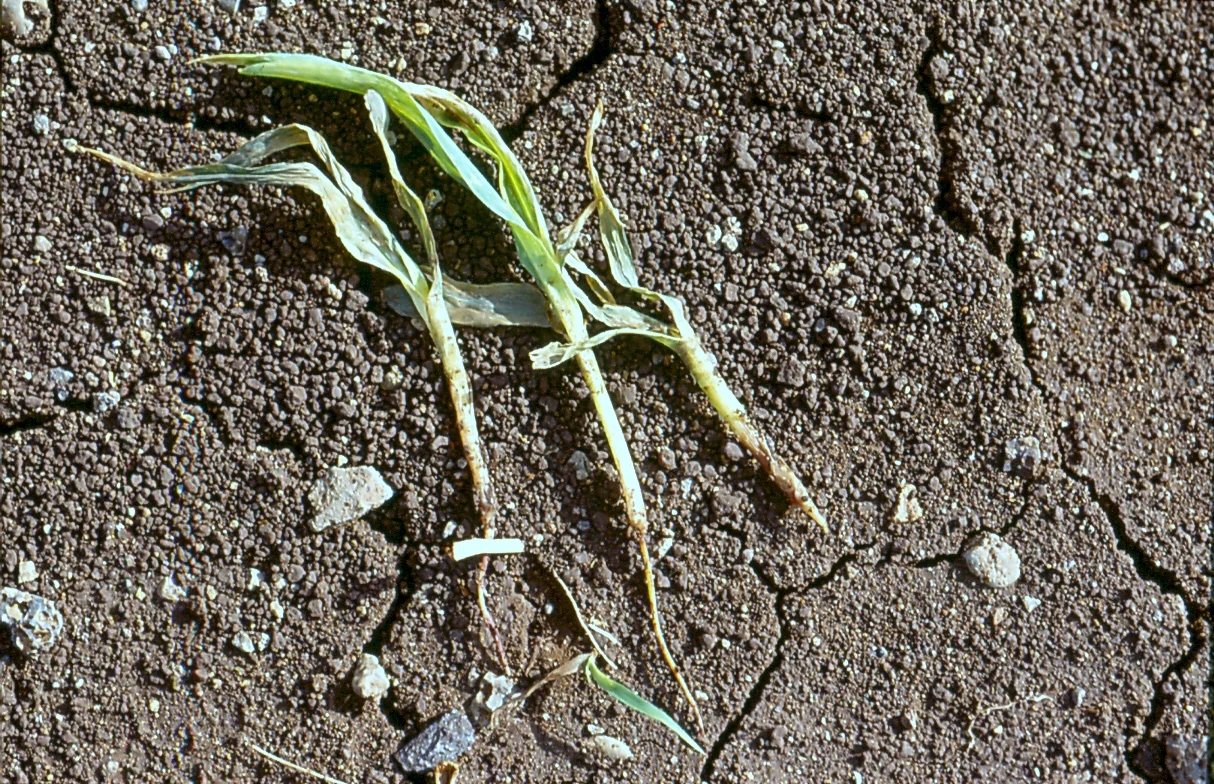 Collapsed maize seedlings after flooding, identified by the source as Pythium disease.