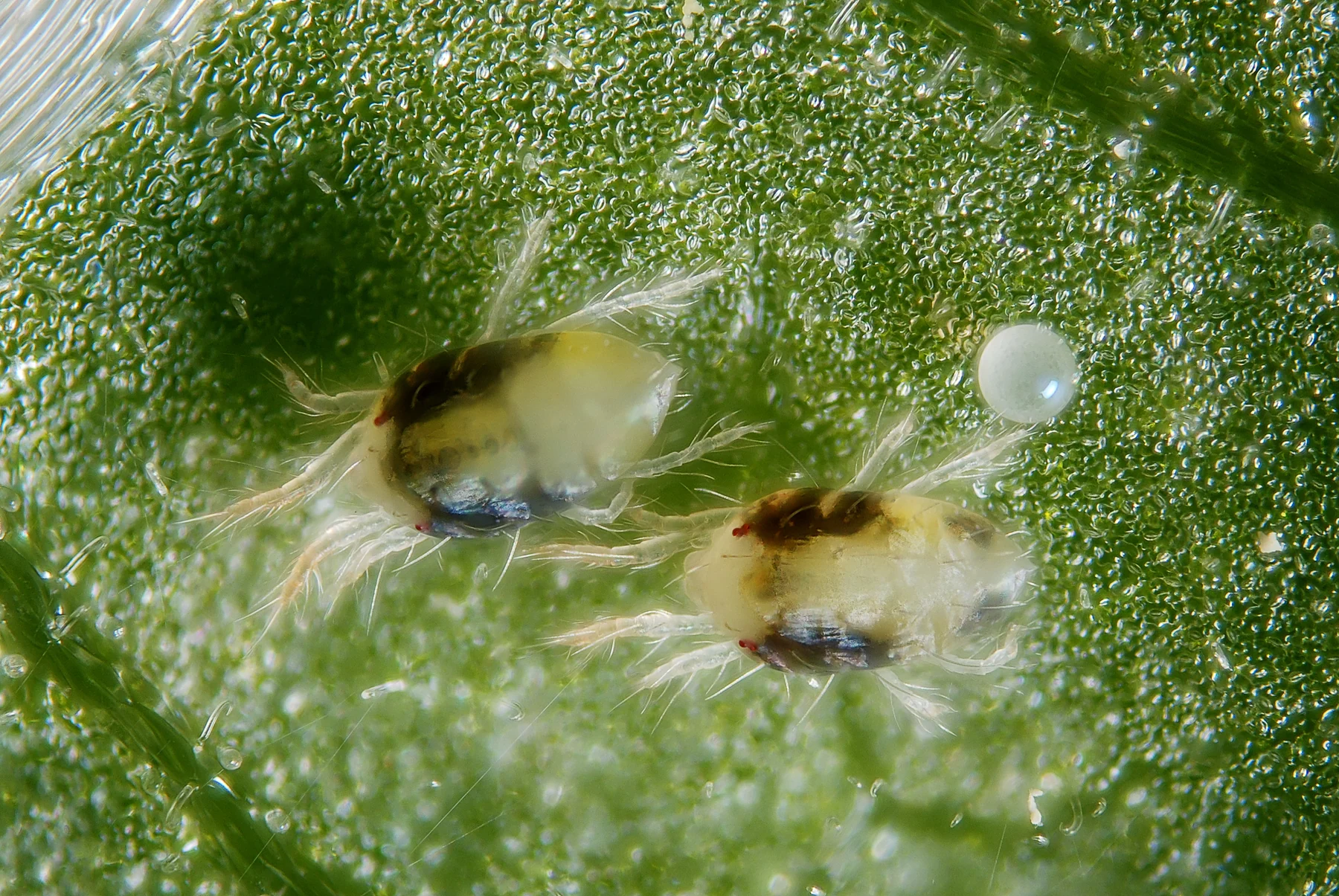 Female two-spotted spider mites and an egg, with dark lateral blotches visible.