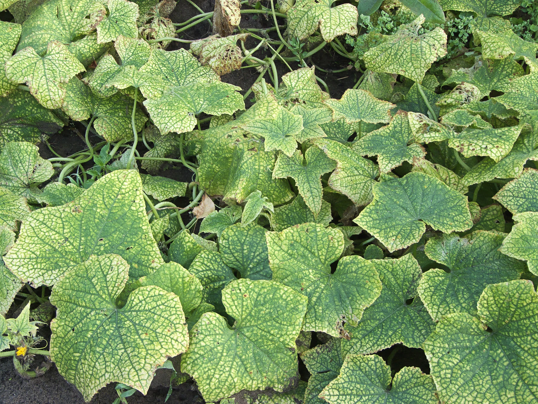 Chlorotic cucumber foliage following spider-mite feeding.