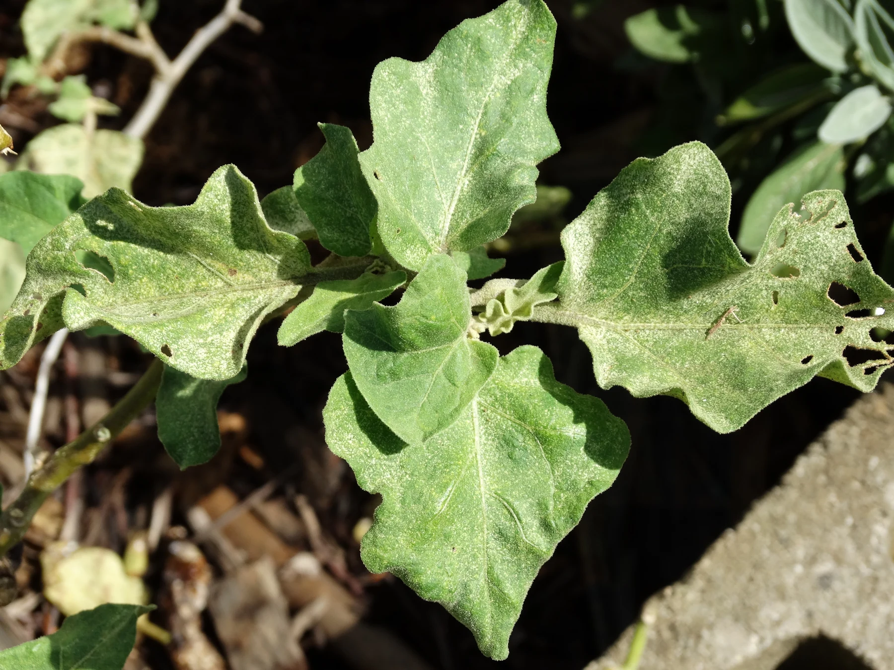 Stippling on eggplant leaves attributed by the source to spider-mite feeding. Leaf holes are not a mite identification feature.