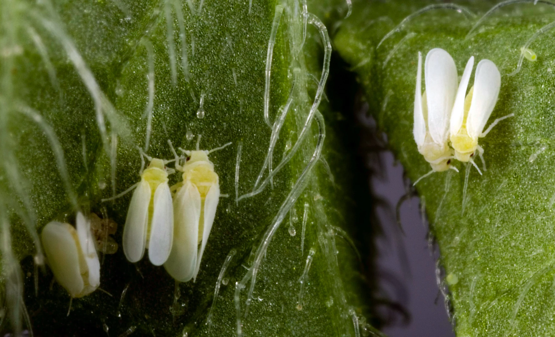 Bemisia tabaci adults with roof-like wing posture.