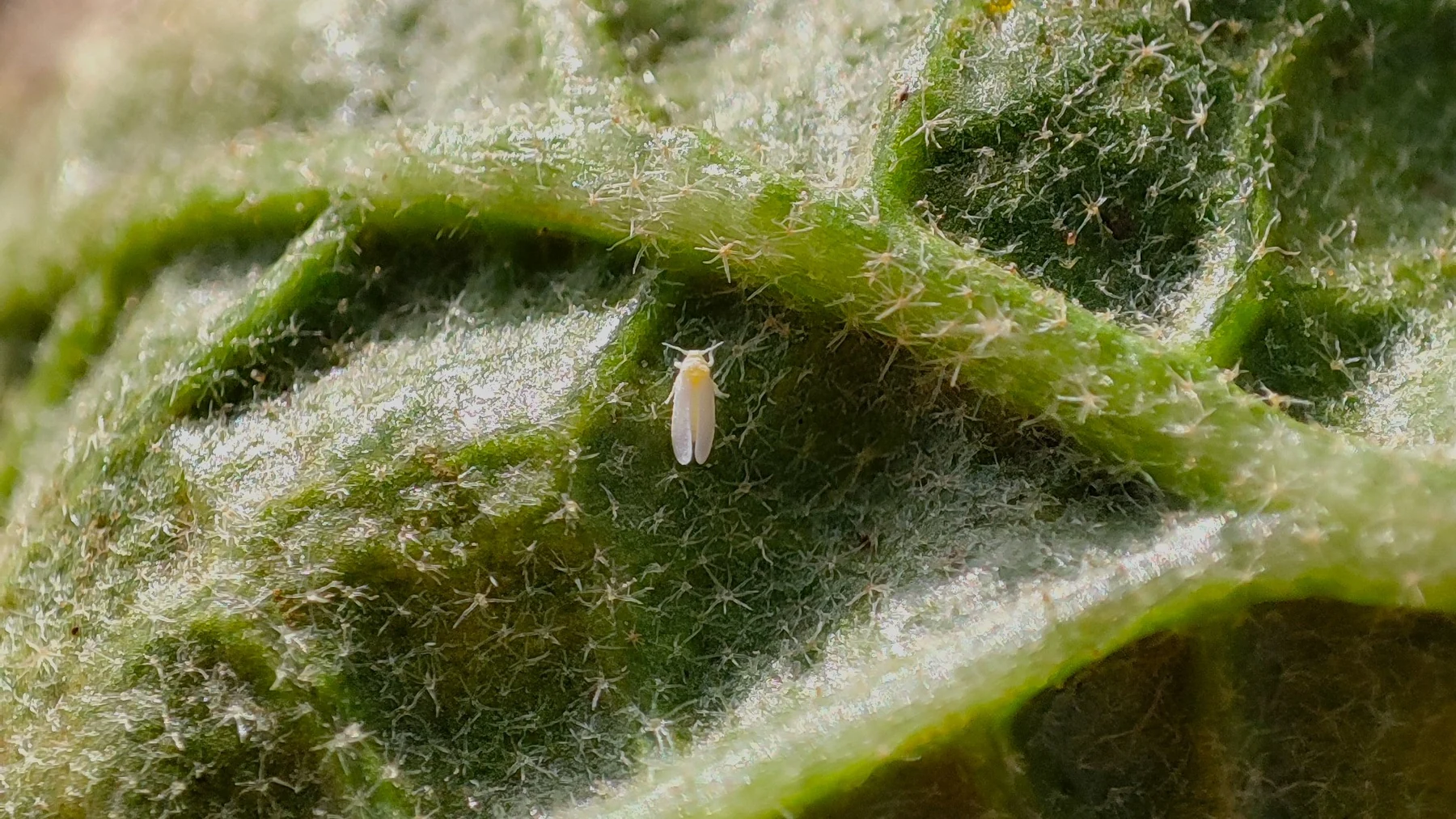 An adult Bemisia tabaci on the underside of an eggplant leaf.