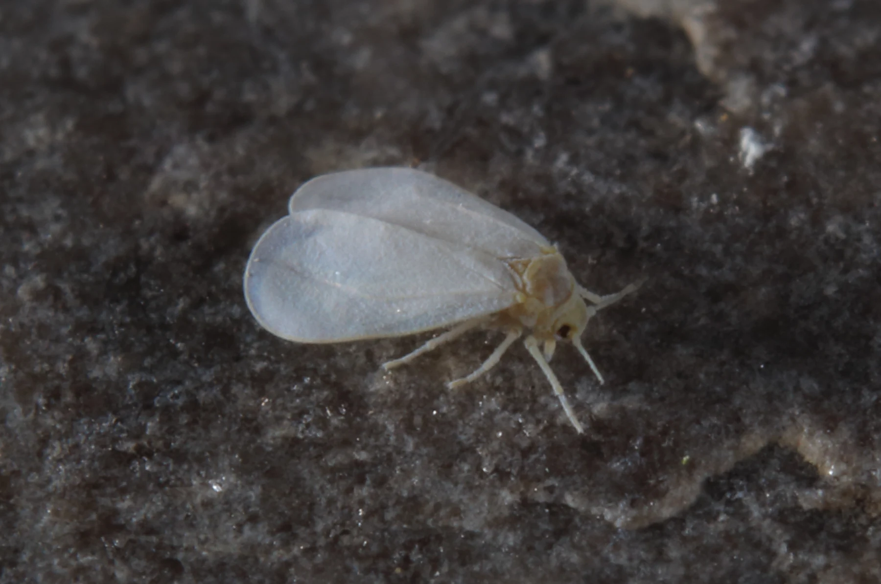 A greenhouse whitefly adult with flatter wing posture.