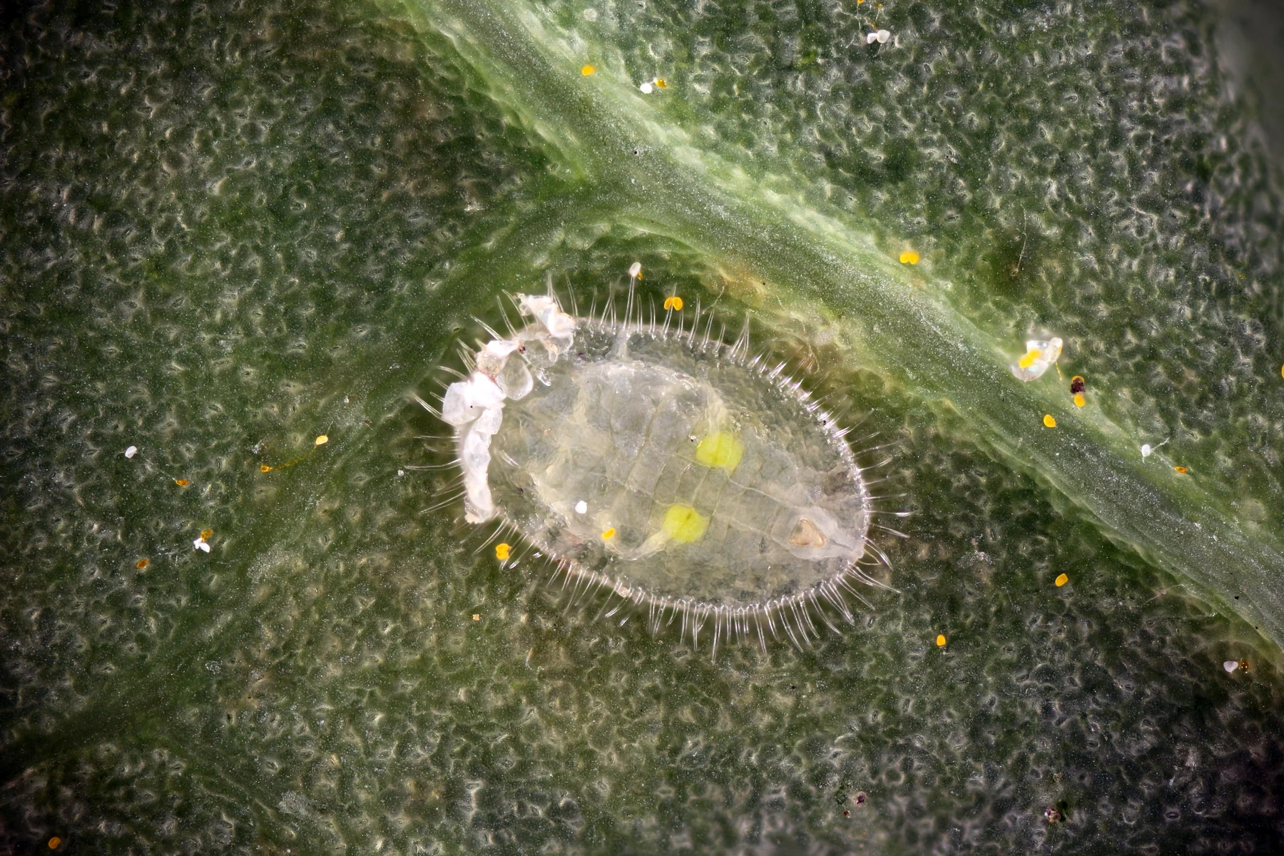 An immature greenhouse whitefly. The source does not specify the instar.