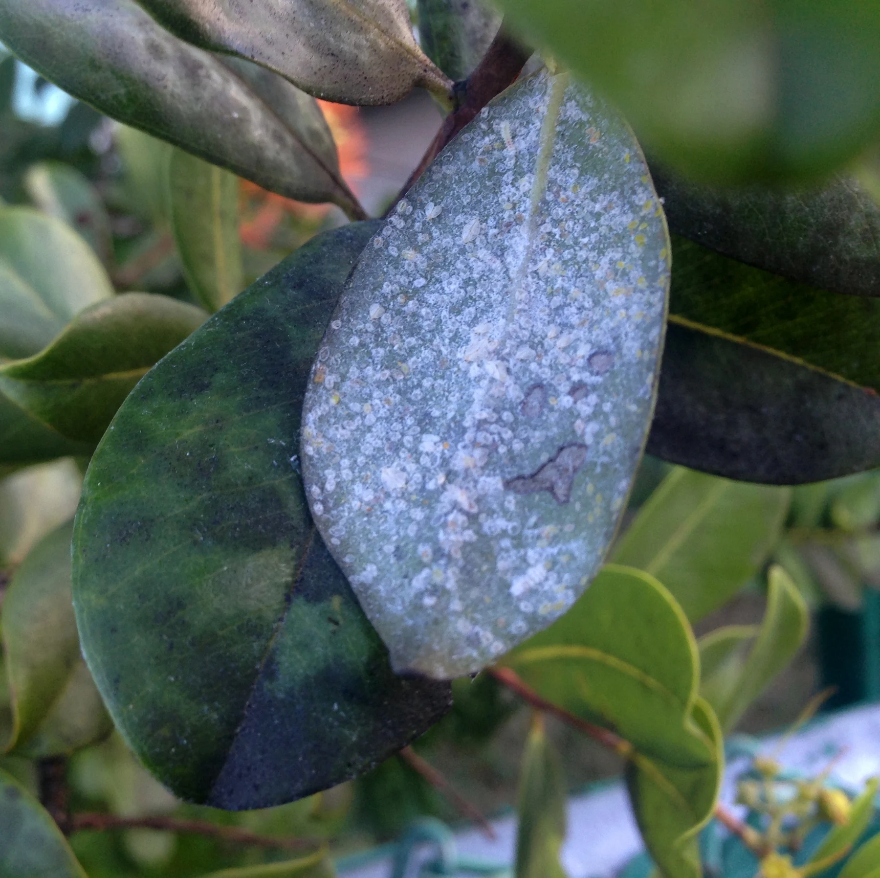Sooty coating on foliage around a whitefly infestation.