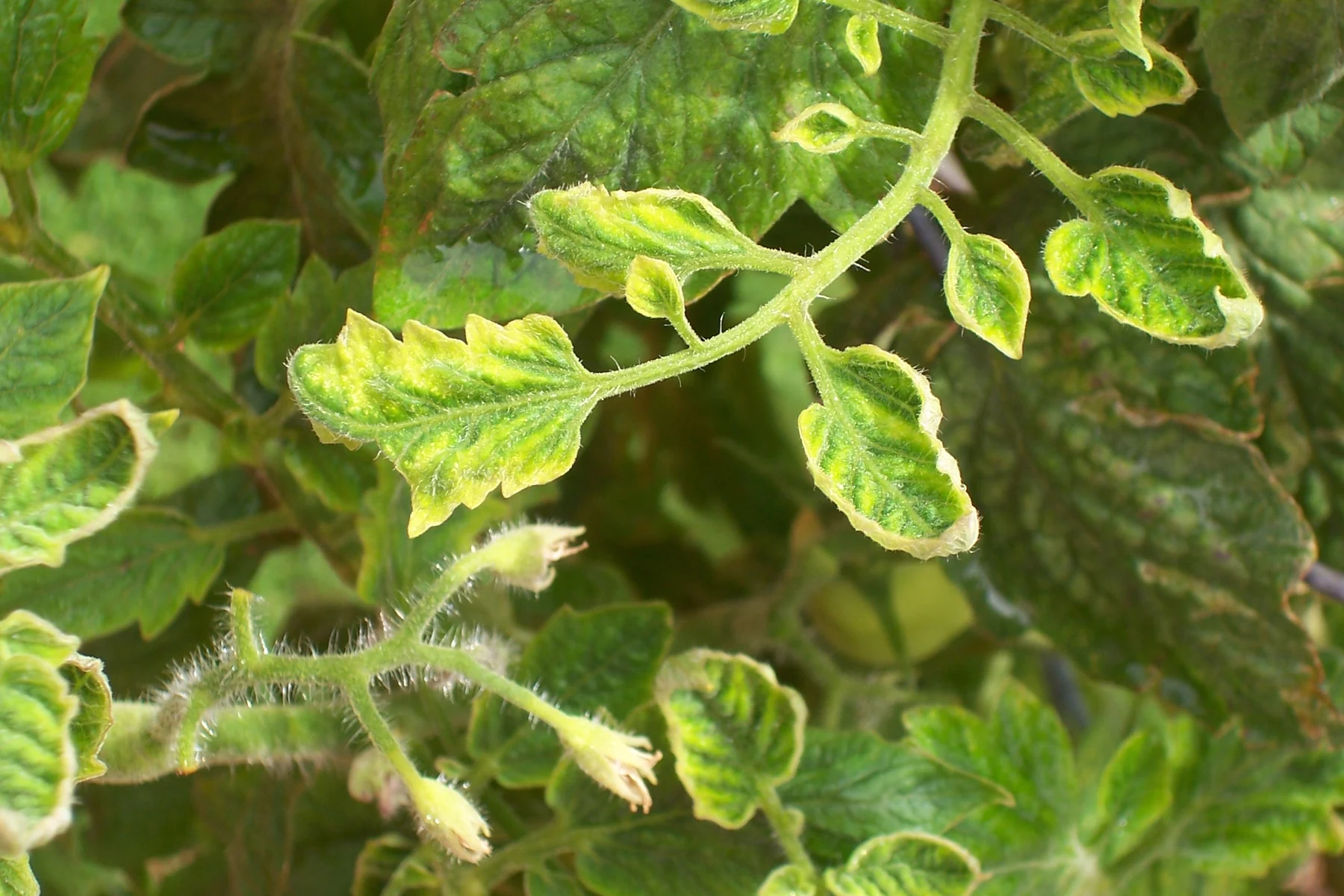 Yellowing and curling of tomato leaves; the source identifies tomato yellow leaf curl virus disease.