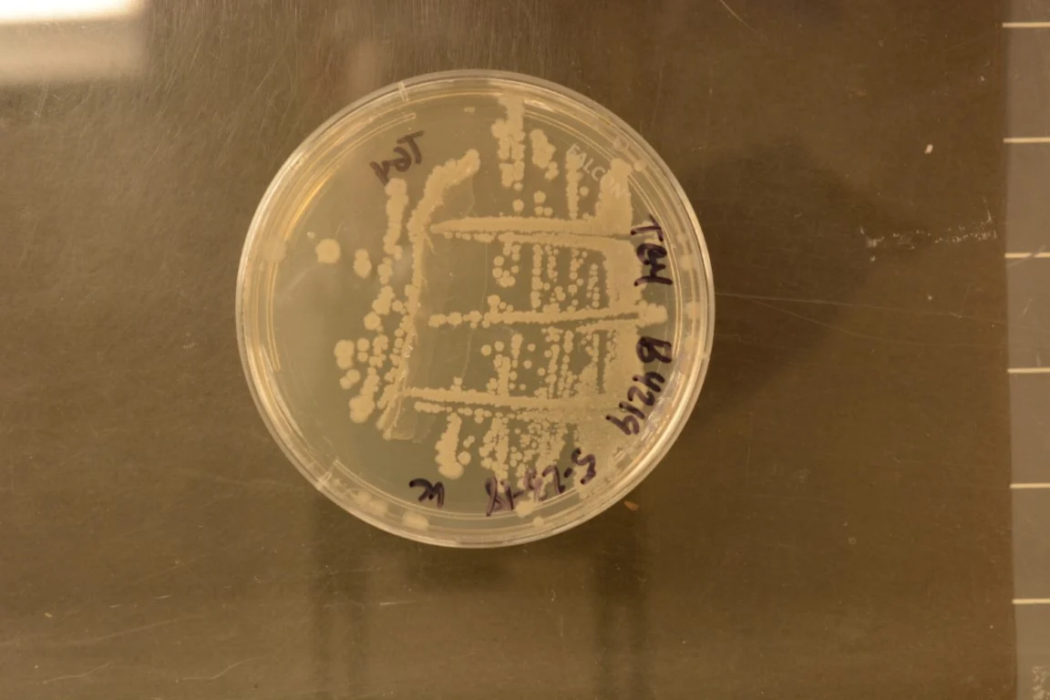 An agar plate of Bacillus subtilis NRRL B-4219 from the USDA ARS/NRRL collection.
