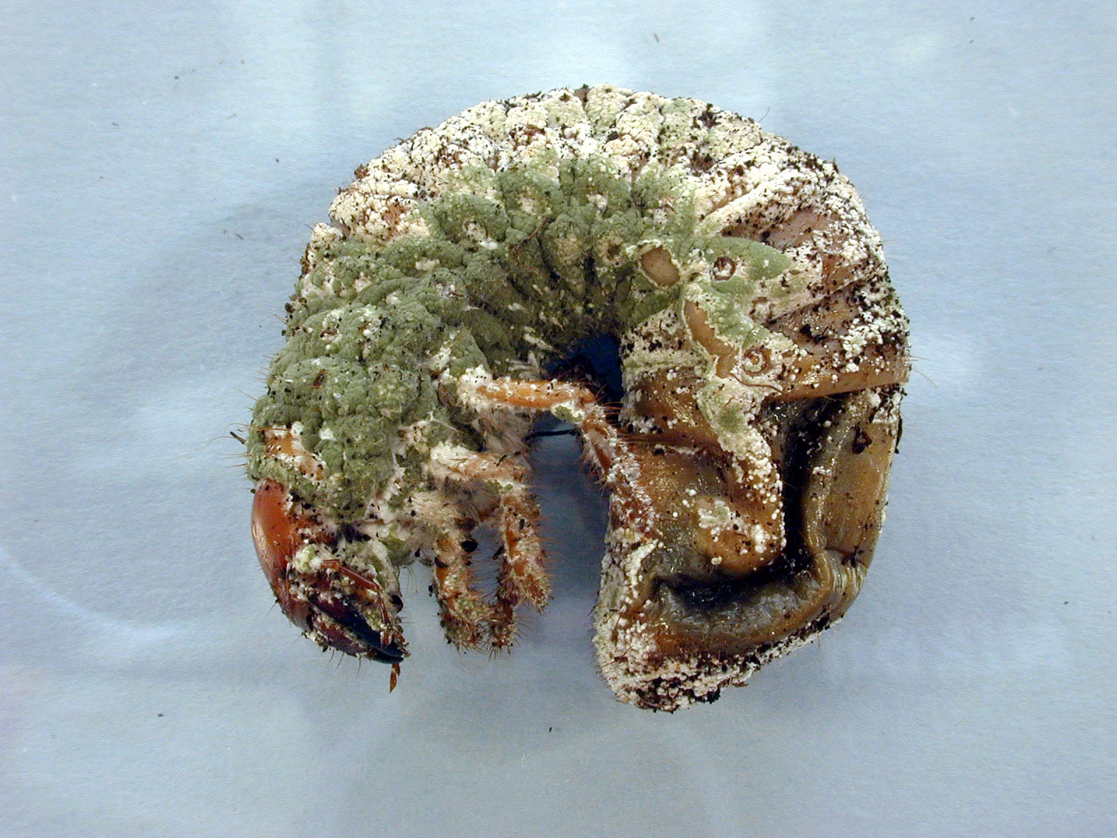 A greyback cane beetle larva infected with Metarhizium.