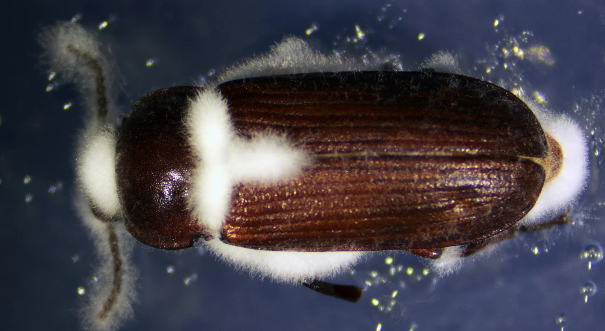 White Beauveria bassiana growth on the dorsal surface of an adult Tenebrio molitor.