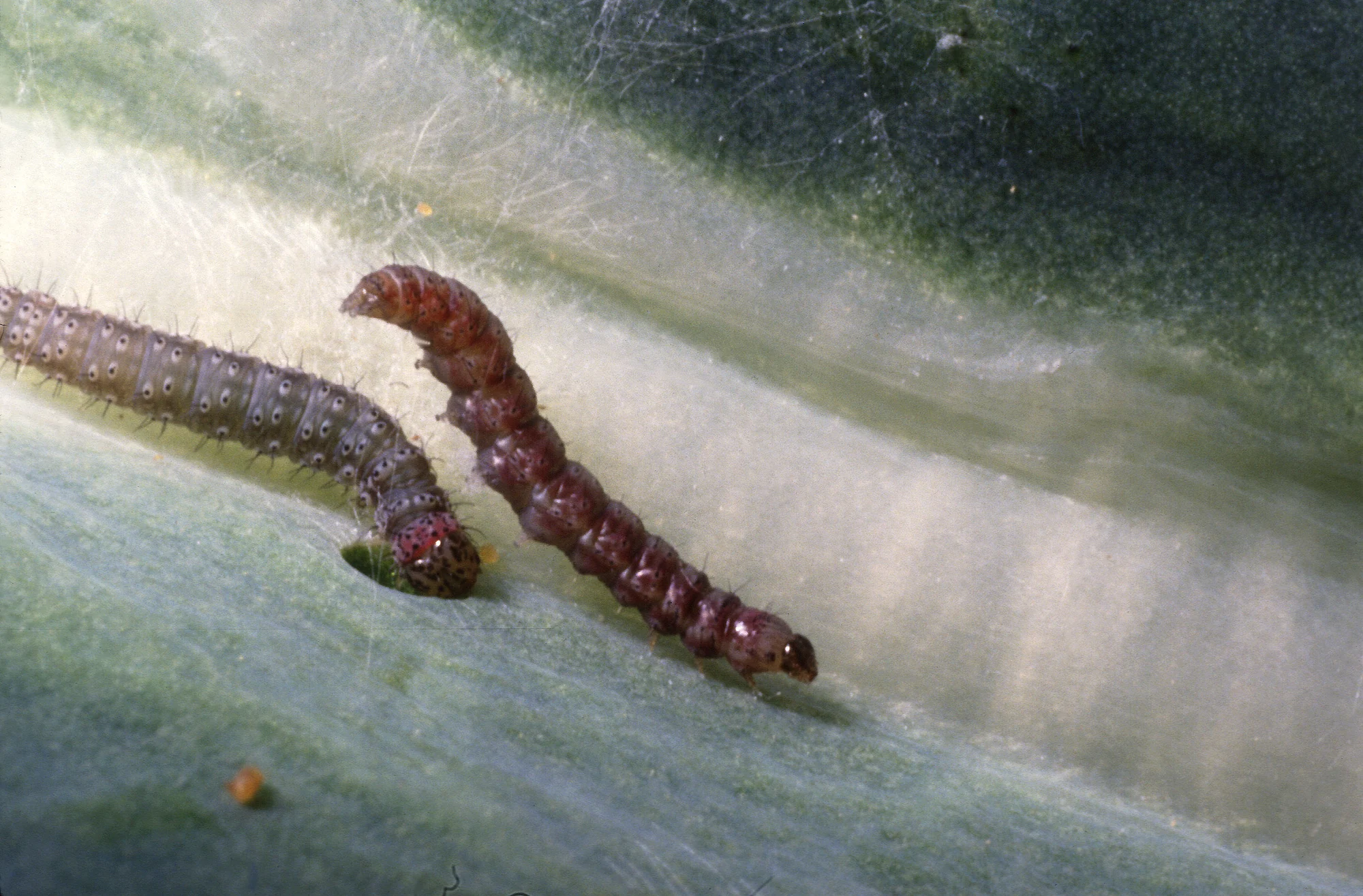 Diamondback moth (Plutella xylostella) larvae feeding on a cabbage leaf.