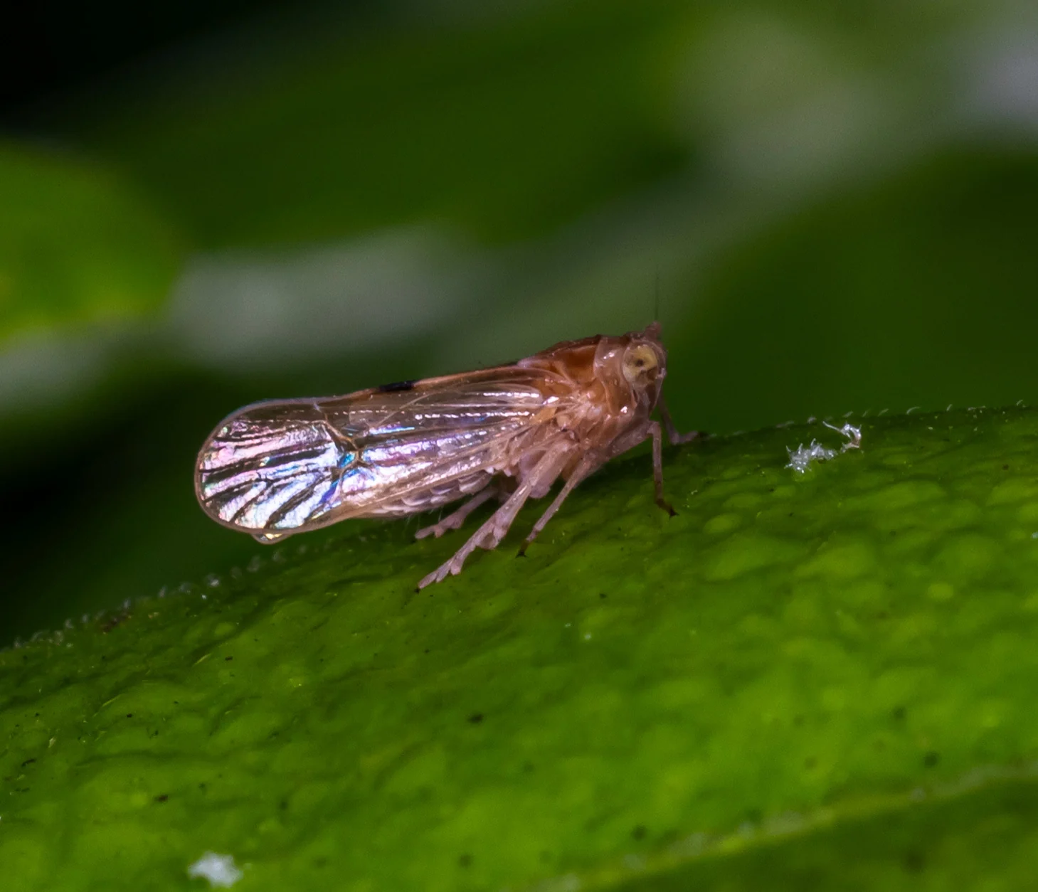 Adulto del saltahojas pardo (Nilaparvata lugens) sobre una hoja.