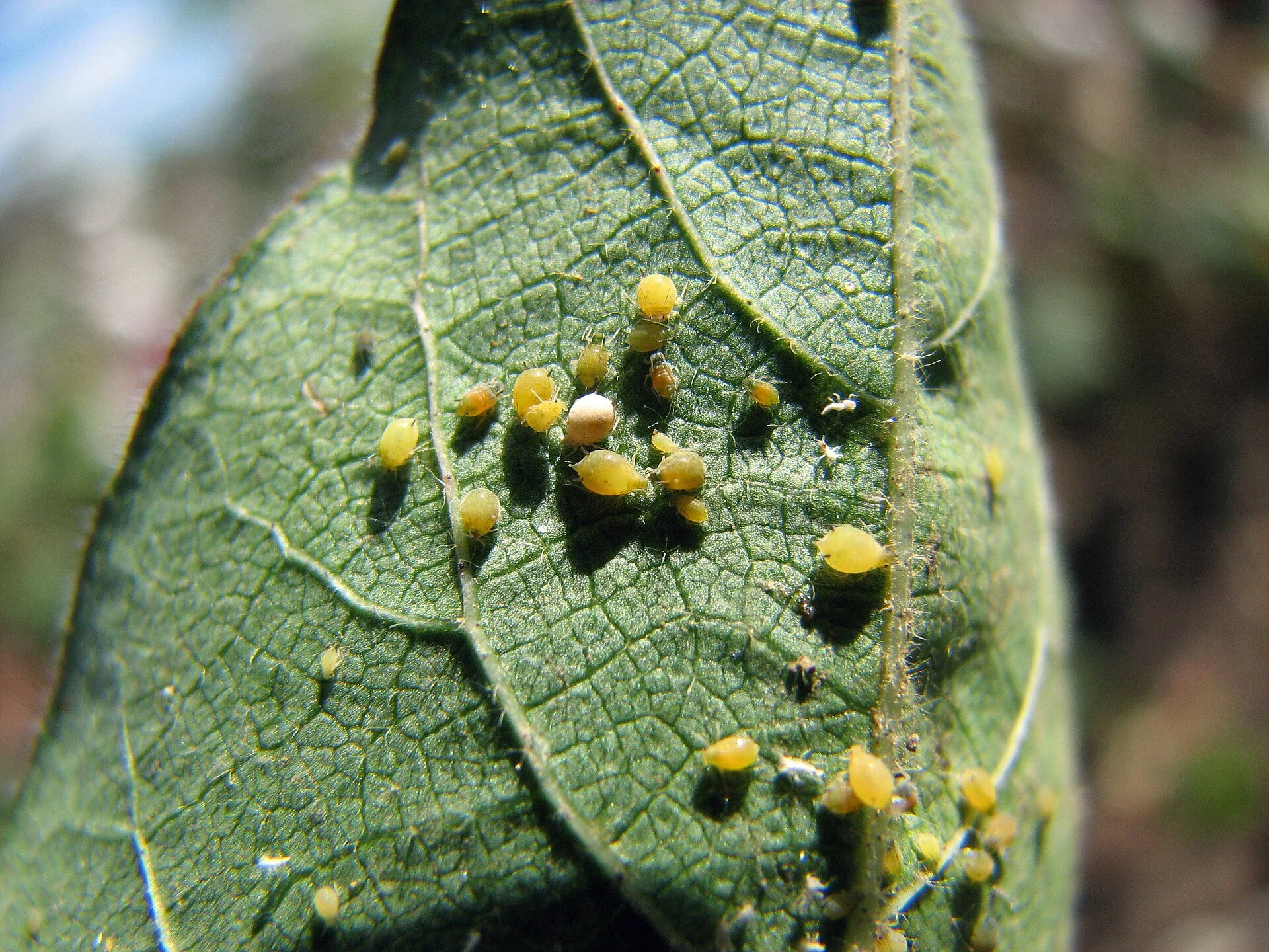 Pulgones del algodón (Aphis gossypii) sobre una hoja de algodón.