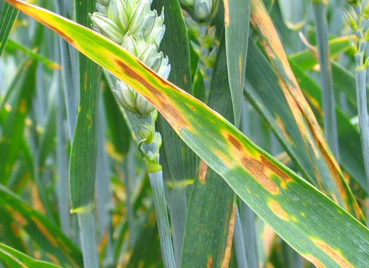 Septoria leaf blotch lesions on a wheat leaf.