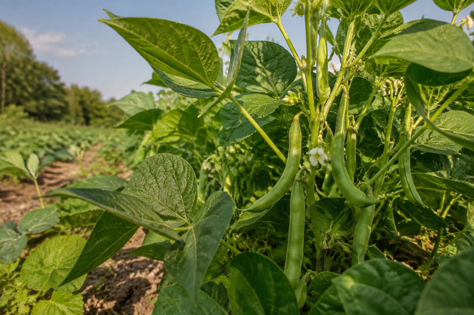 Common bean
