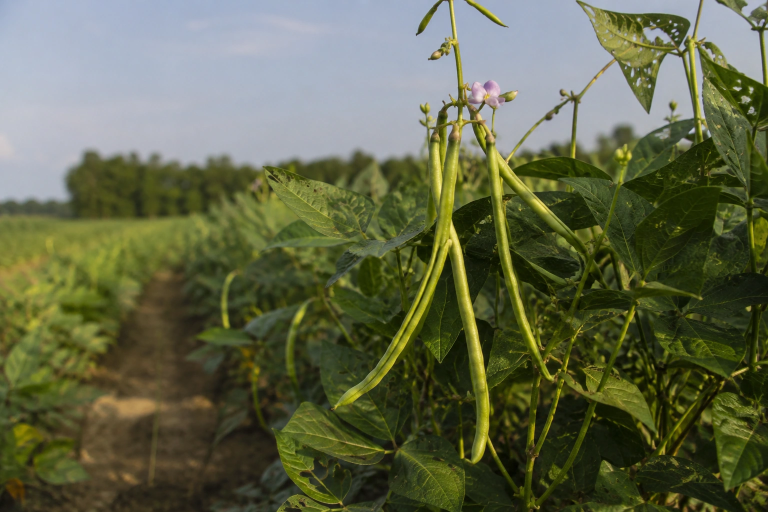 Cowpea