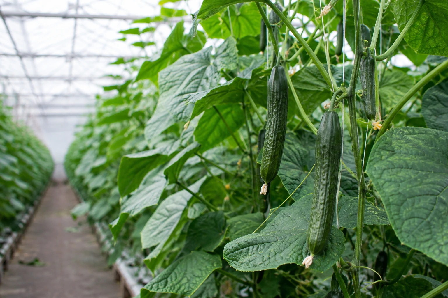 Cucumber