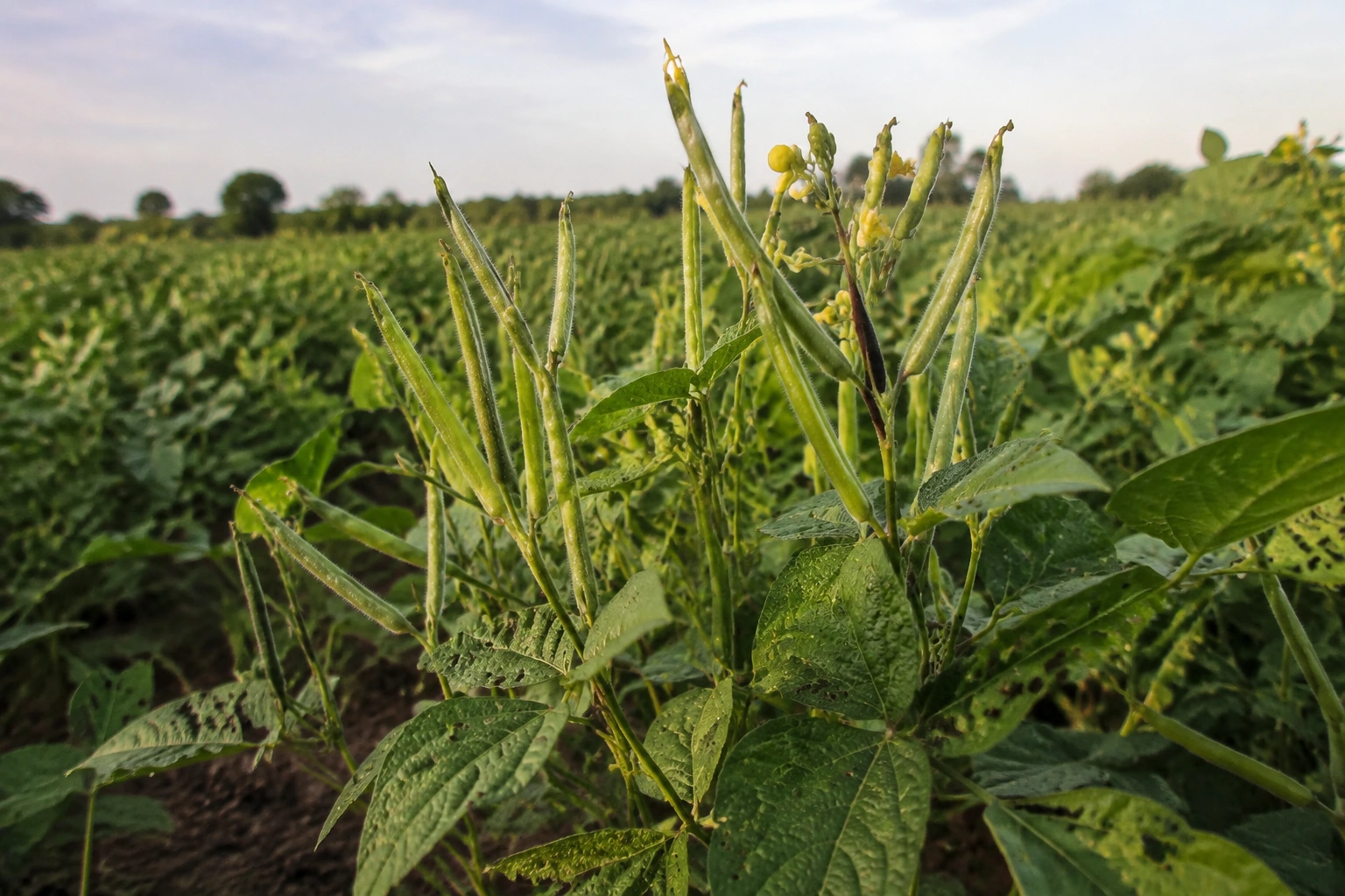 Mung bean