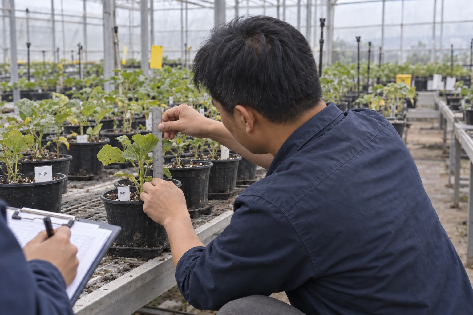 Measuring potted seedlings and recording observations during a greenhouse trial.