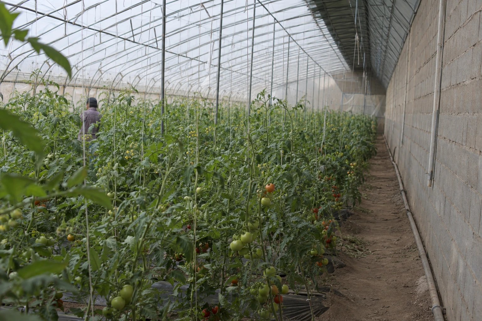 Tomato plants, growing beds and an observation aisle in a solar greenhouse.