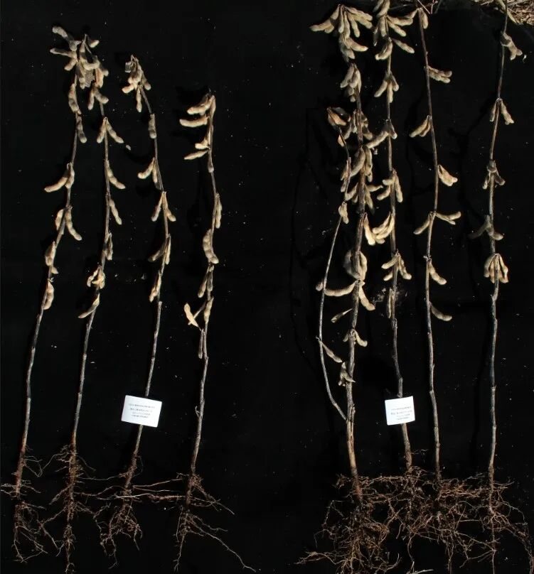 Soybean plants from the two strips shown side by side with their roots, the treated plants on the right visibly denser and carrying more pods
