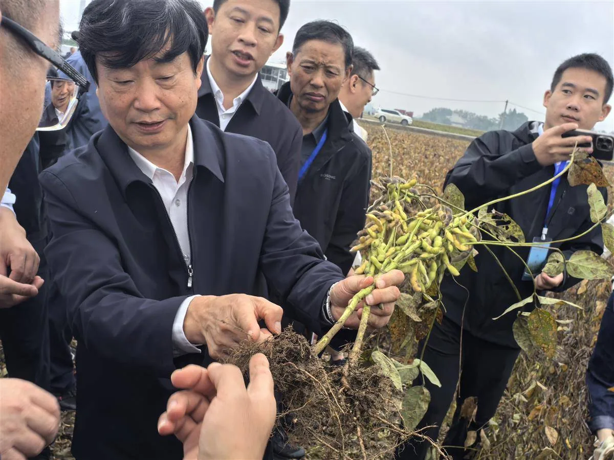 Experts inspecting root nodulation on an treated plot
