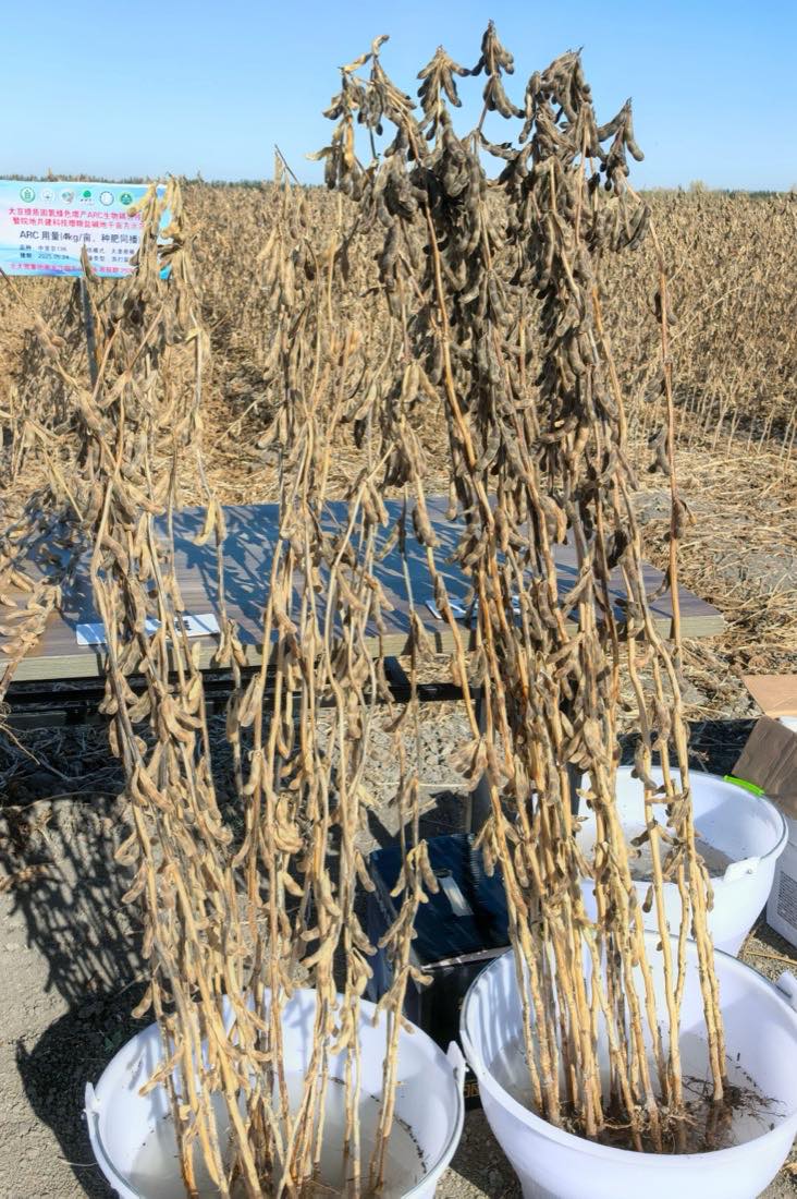 Two bundles of soybean plants shown side by side at the demonstration, the treated plants visibly denser and carrying more pods